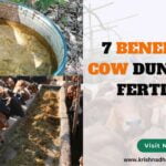 7 BENEFITS OF COW DUNG LIQUID FERTILIZER