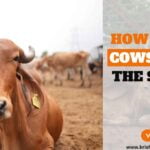 How To Care Cows During The Summer