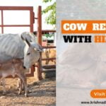 Cows Relation with Hinduism