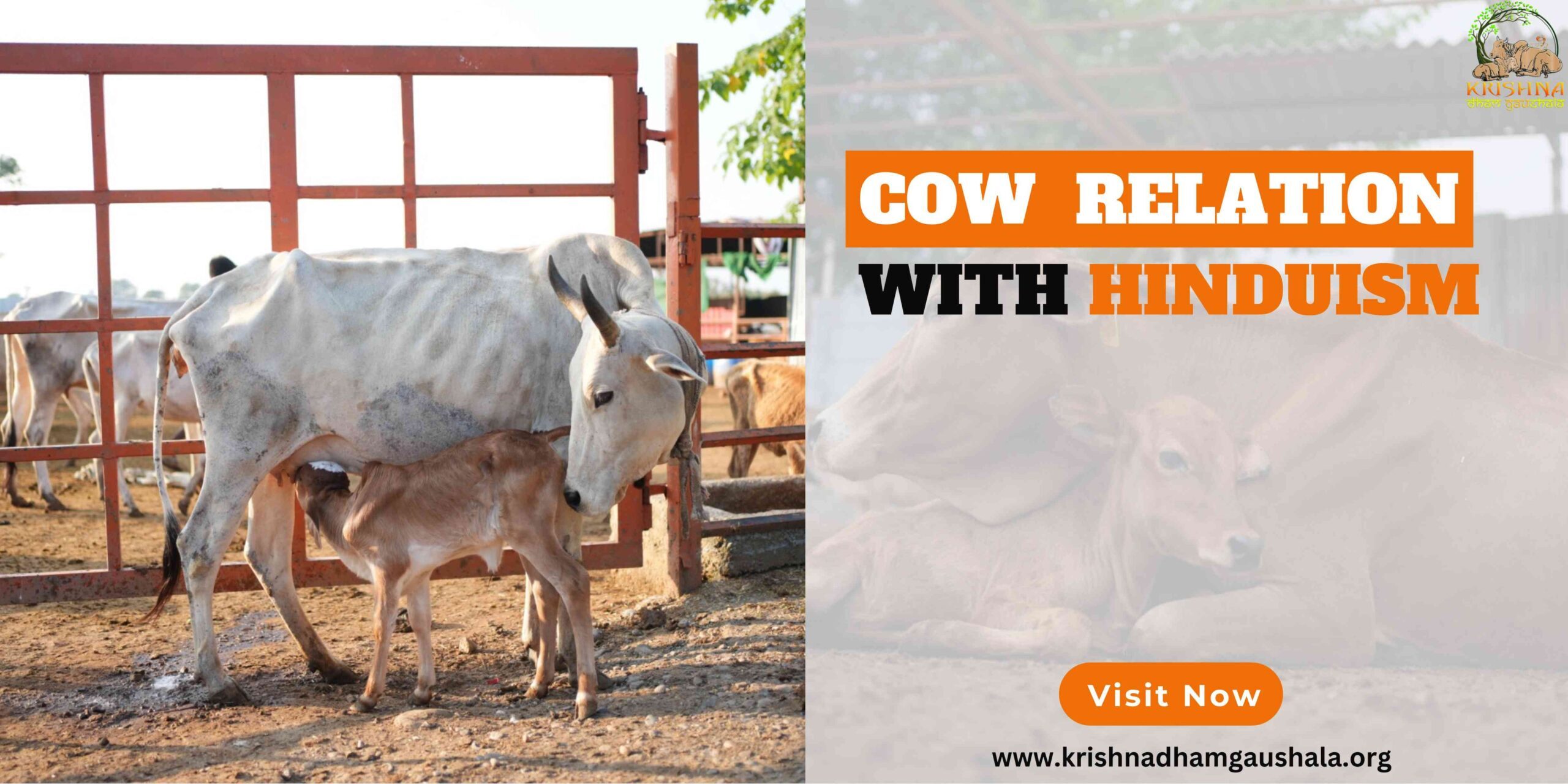 Cows Relation with Hinduism