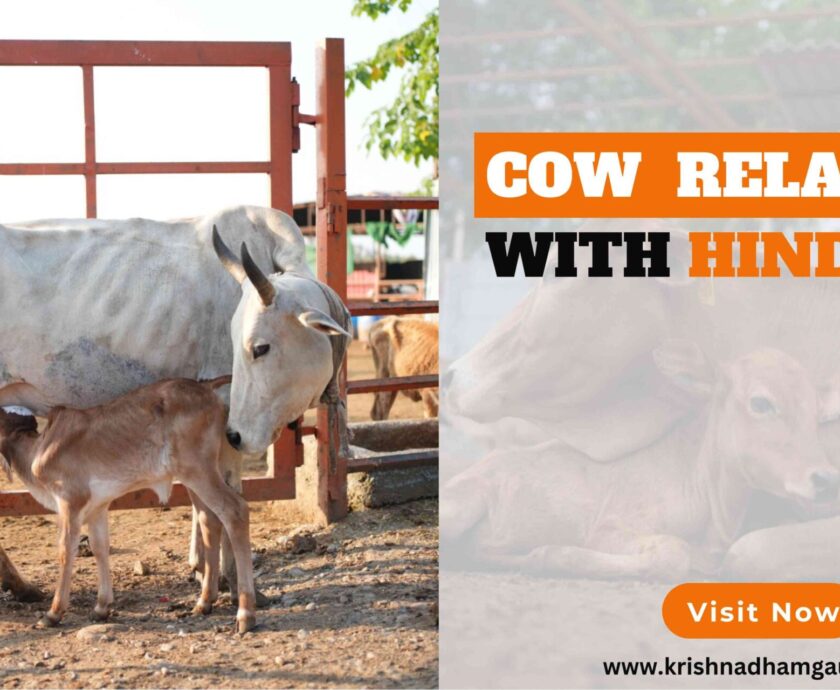 Cows Relation with Hinduism