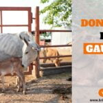 Donate to Feed Gaumata Bless You with Divine Grace