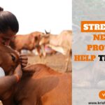 Street Cows Need Our Protection Help Them Today