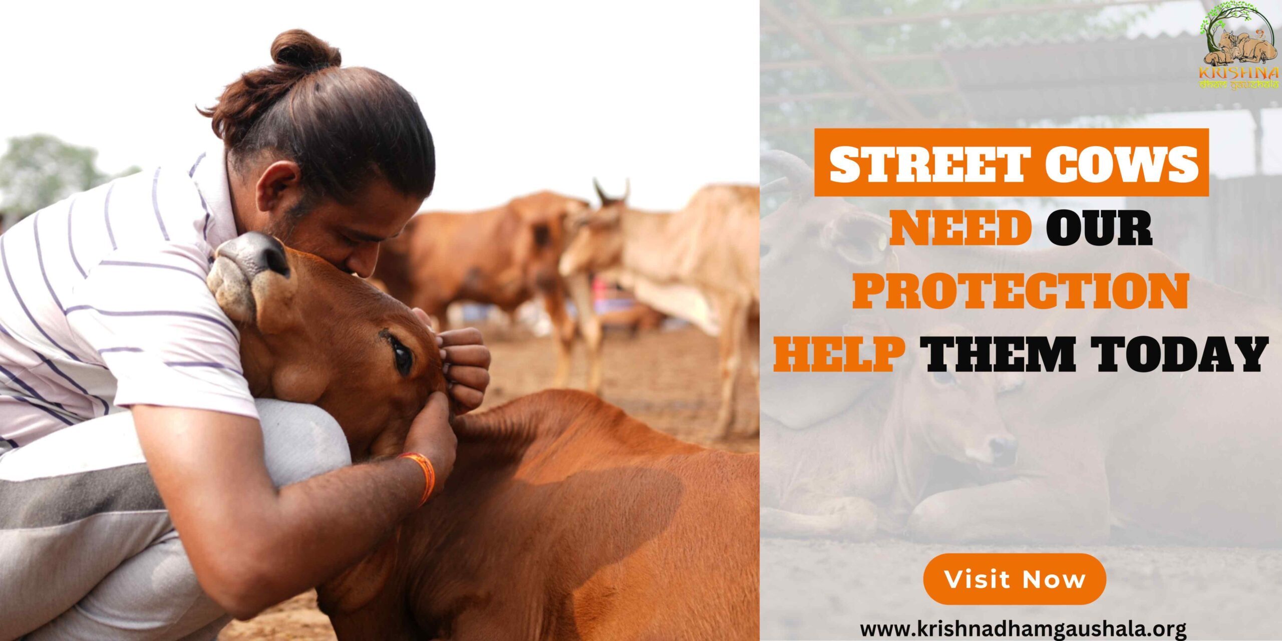 Help to Street Cows