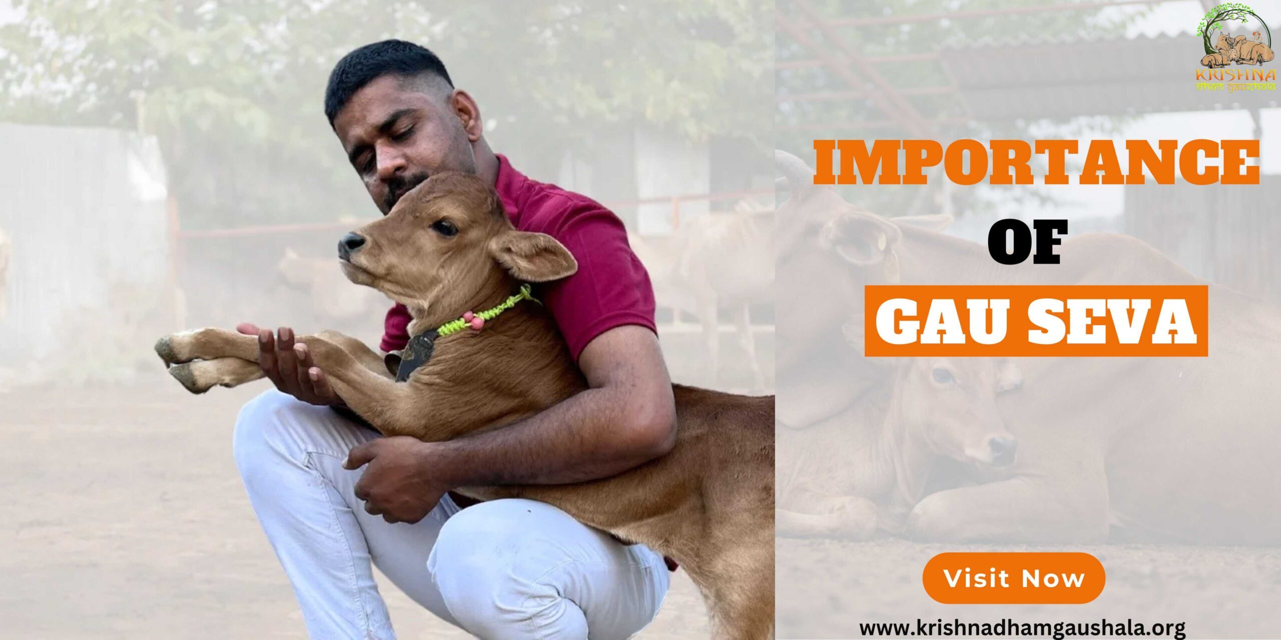 Importance of Gau Seva