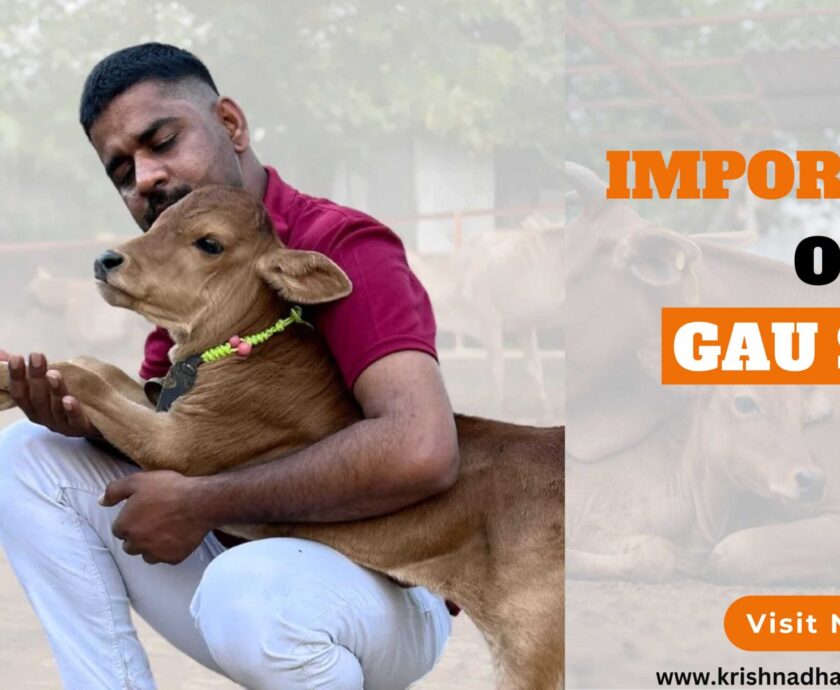 Importance of Gau Seva