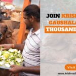 Join Krishna Dham Gaushala To Save Thousands of Cows