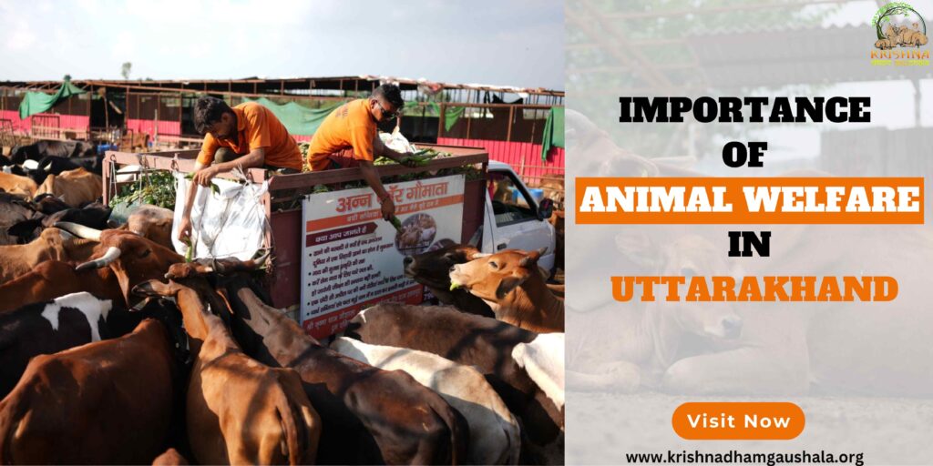 importance of animal welfare-a