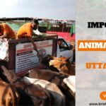 Importance of Animal Welfare in Uttarakhand