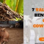 7 Valuable Benefits of Cow Dung