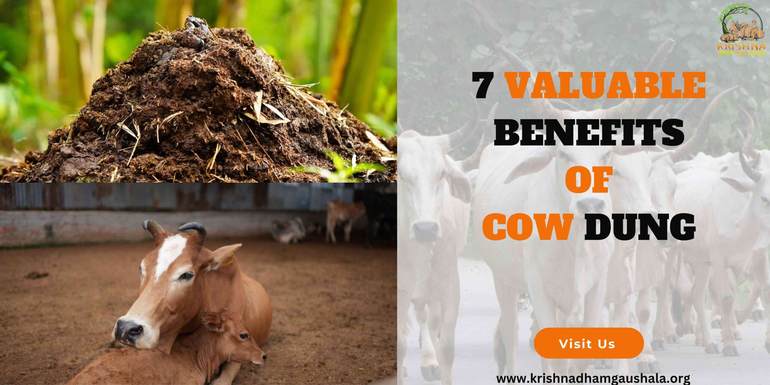 7 Valuable benefits of cow dung-a