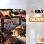 Krishna Dham Gaushala: A Ray of Hope for Injured Cows