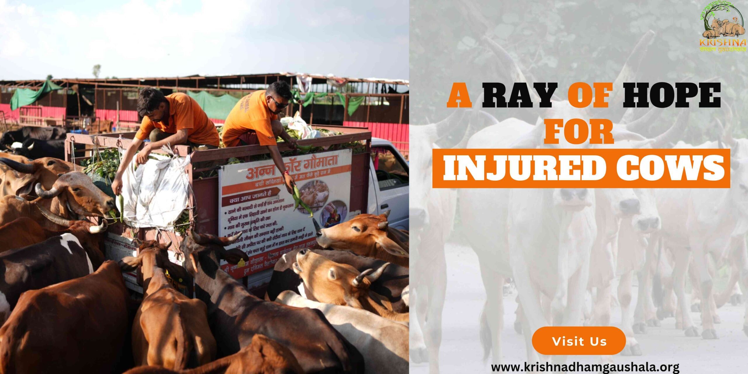 A Ray of Hope for Injured Cows at Gaushala