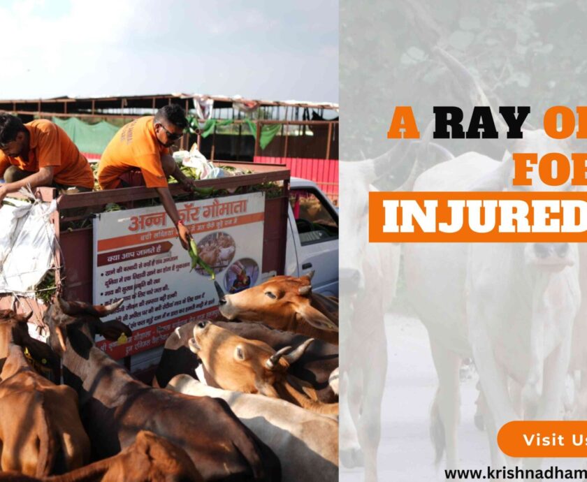 A Ray of Hope for Injured Cows at Gaushala