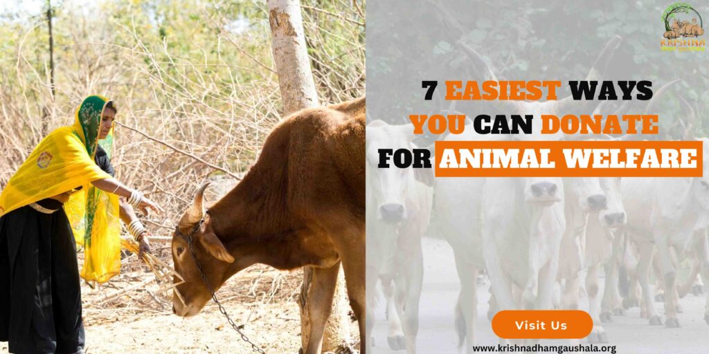 Donate for animal welfare-b