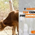 7 Easiest Ways You Can Donate For Animal Welfare