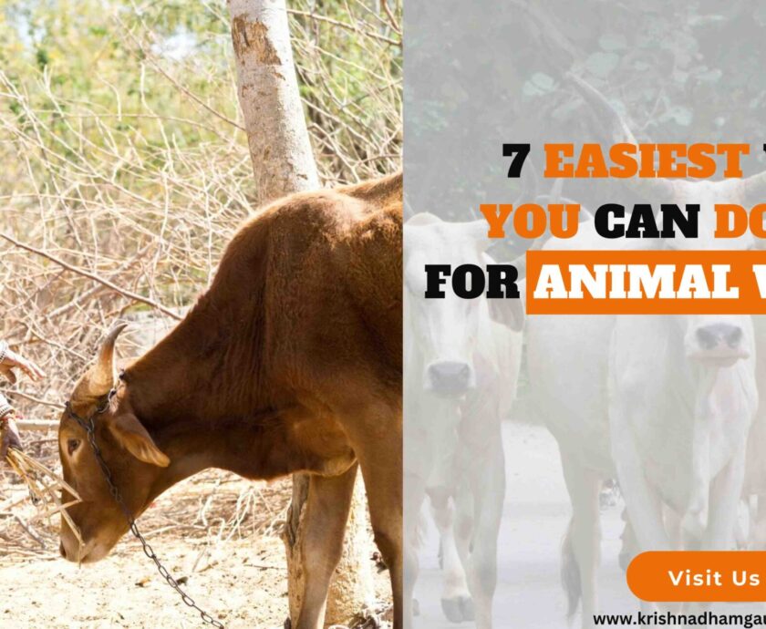 Donate for animal welfare-b