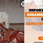 The Importance of Gosamrakshana in Sanatan Dharma