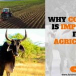 The Importance of Cow Urine in Agriculture: A Complete Guide