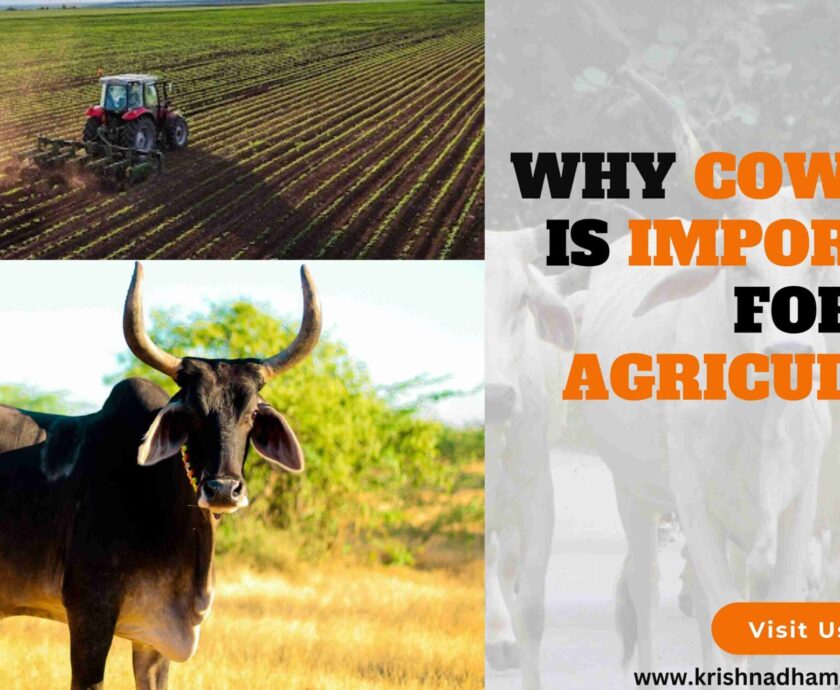 Importance of Cow Urine in Agriculture-krishna dham