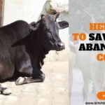 Help Us To Save These Abandoned Cows