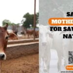 Save Mother Cows for Saving the Nation