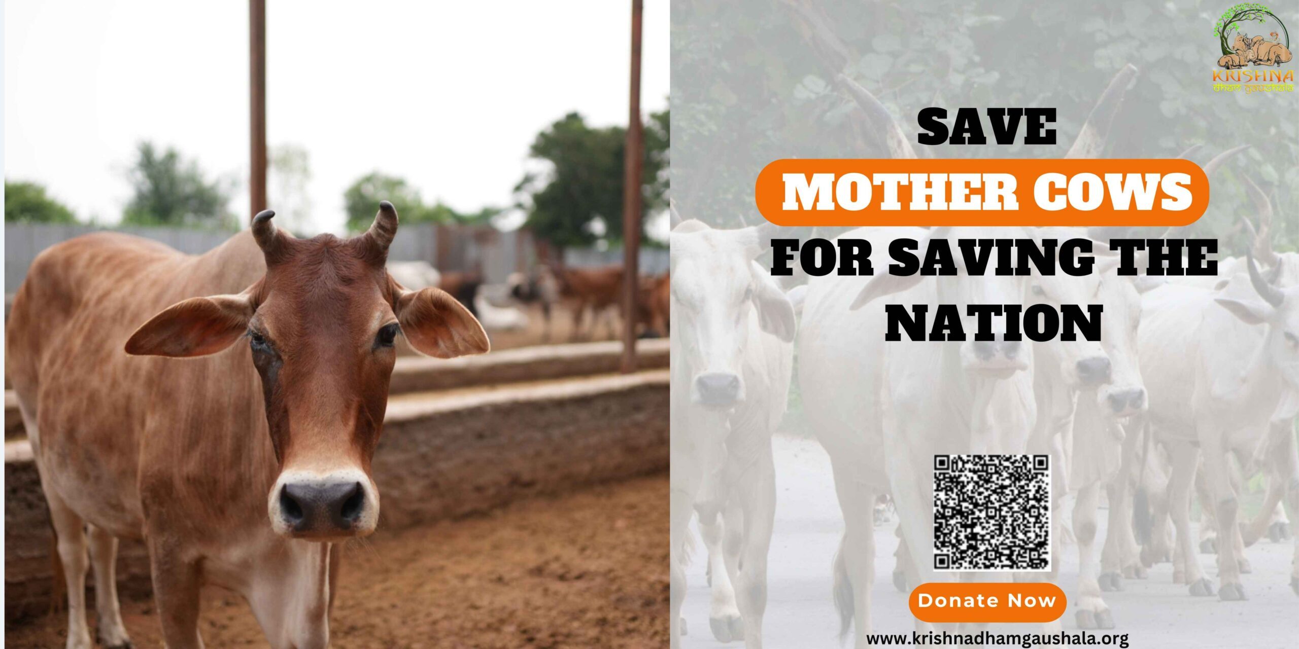 Save Mother Cows