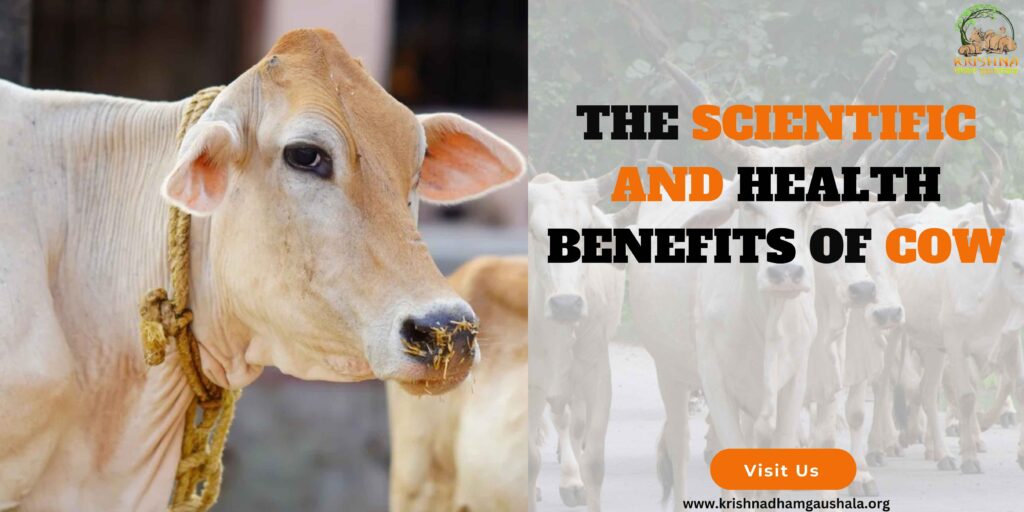 Scientific and Health Benefits of Cow