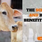 The Scientific and Health Benefits of Cow