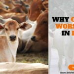 Why Cows Are Worshipped in India ?