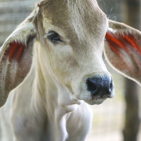 Why Cows Are Worshipped in India-a