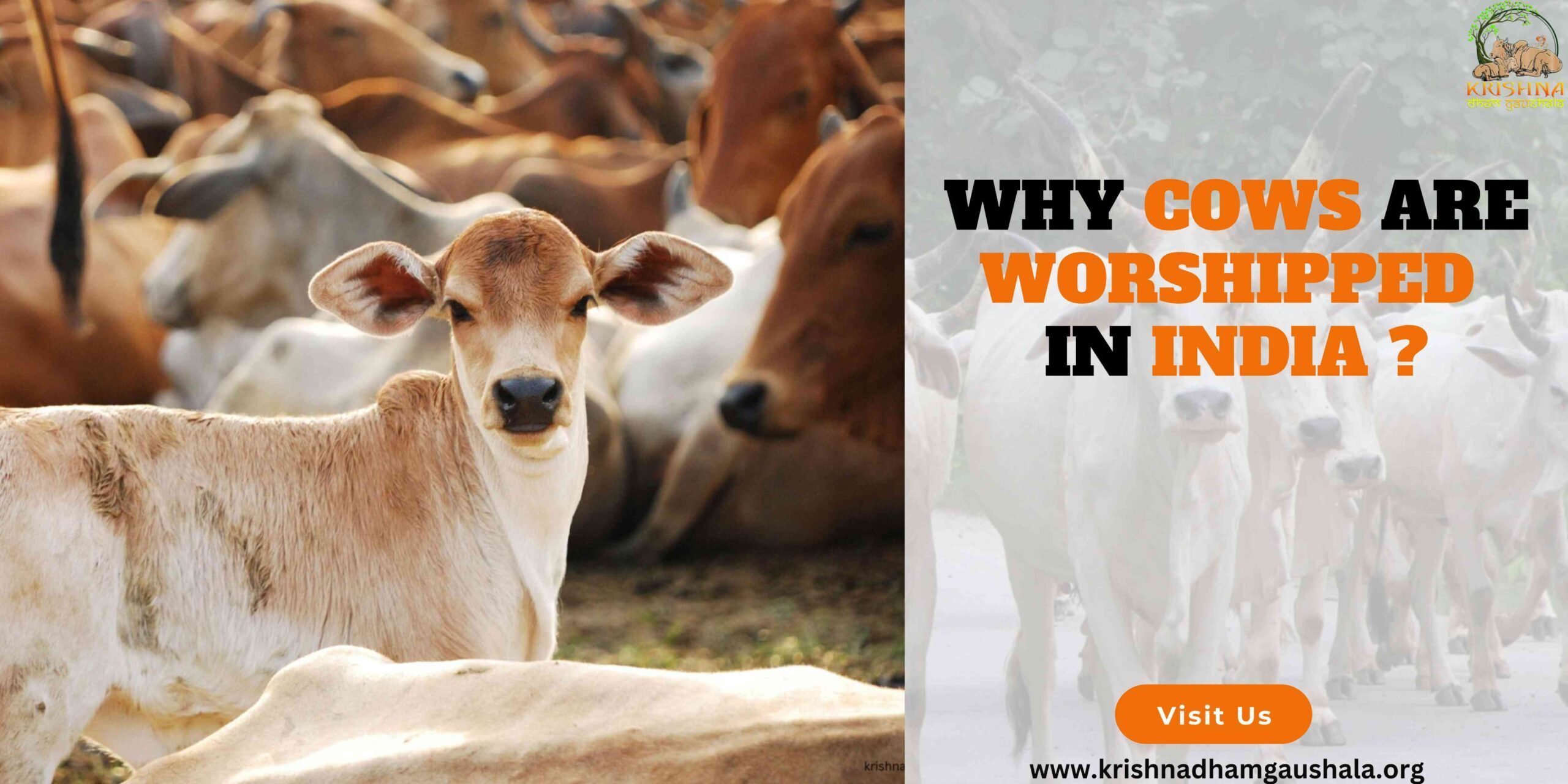 Why Cows Are Worshipped in India