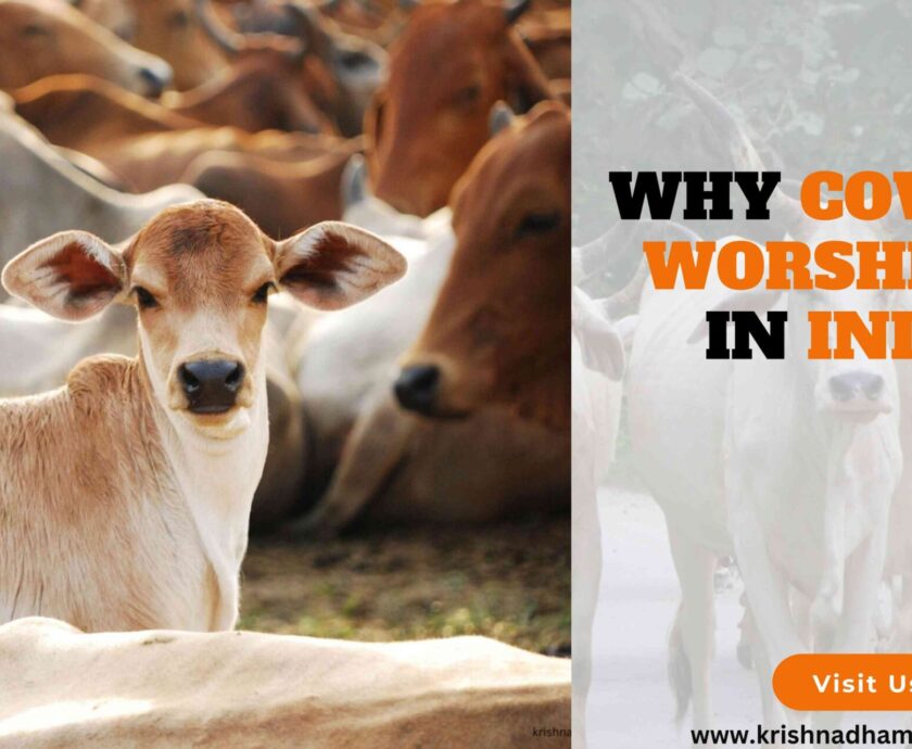 Why Cows Are Worshipped in India