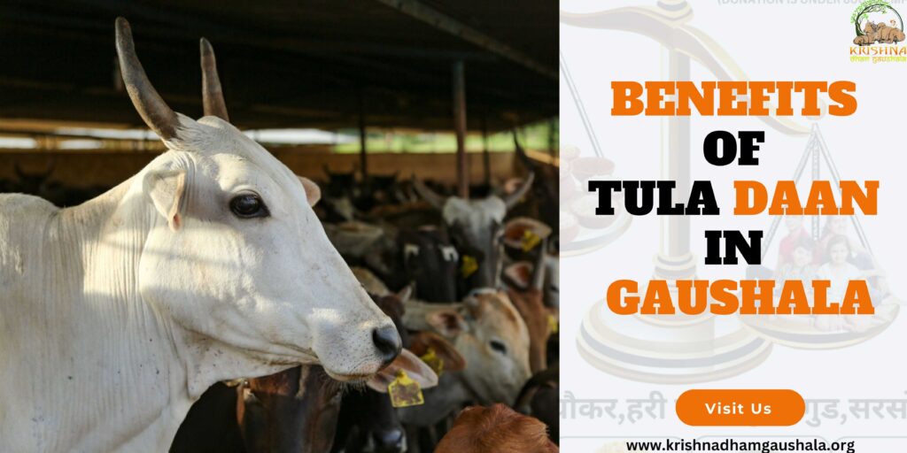 benefits of Tula Daan in Gaushala