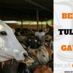 7 Benefits of Tula Daan in Gaushala: A Sanatan Dharm Tradition