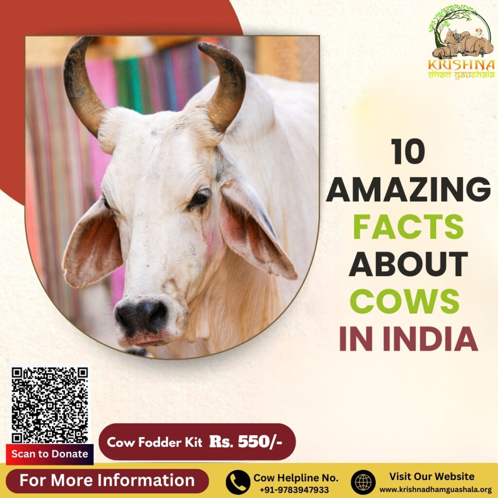 10 Amazing Facts About Cows in India