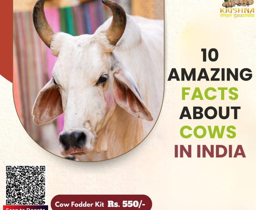 10 Amazing Facts About Cows in India