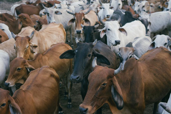 Cow Sanctuary in India