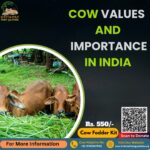 Cow Values And Importance in India