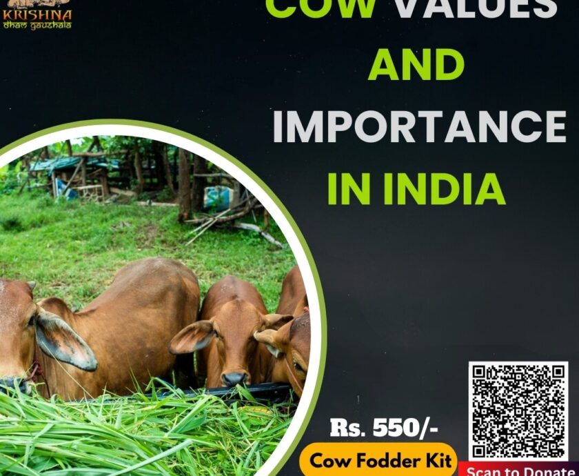 Cow values and importance in India