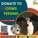 Donate to Cows Feeding: Save Cows by Donating to This Gaushala