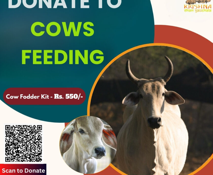 Donate to Cows Feeding