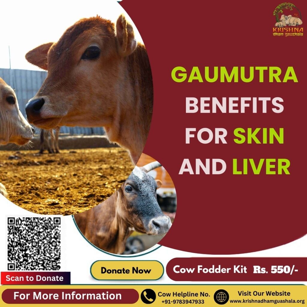 Gaumutra Benefits For Skin and Liver-A