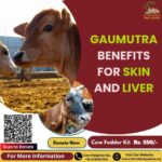 How Gaumutra Keeps Your Skin and Liver Healthy