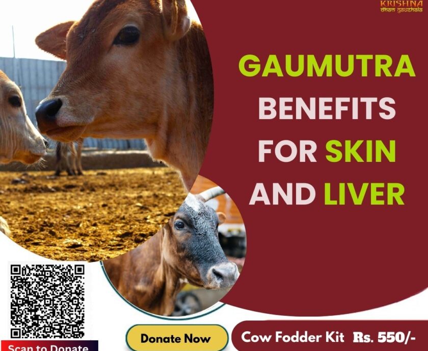 Gaumutra Benefits For Skin and Liver-A