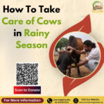 How to Take Care of Cows in the Rainy Season