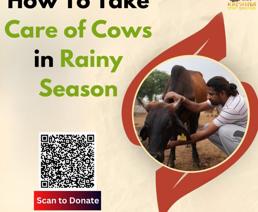 How to Take Care of Cows in the Rainy Season