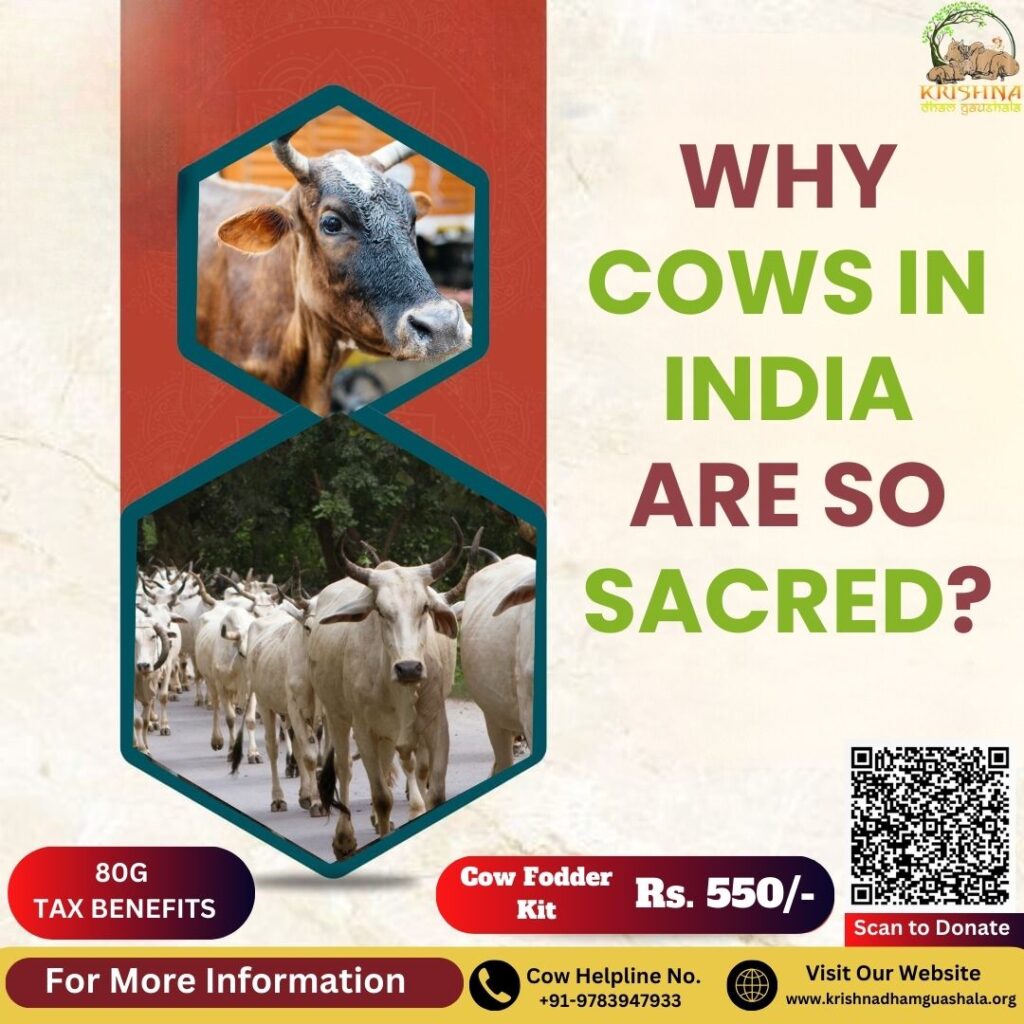 Sacred Cows in India