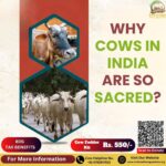 Why Cows in India Are So Sacred?