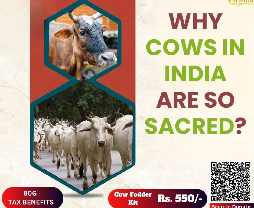 Sacred Cows in India